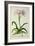 Lilio-Narcissus, Africanus, from 'Plantae Selectae'-Pierre-Joseph Redouté-Framed Giclee Print