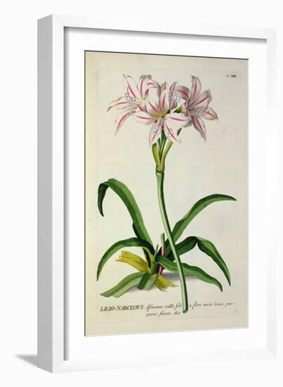 Lilio-Narcissus, Africanus, from 'Plantae Selectae'-Pierre-Joseph Redouté-Framed Giclee Print