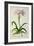 Lilio-Narcissus, Africanus, from 'Plantae Selectae'-Pierre-Joseph Redouté-Framed Giclee Print