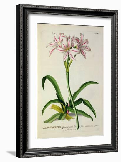 Lilio-Narcissus, Africanus, from 'Plantae Selectae'-Pierre-Joseph Redouté-Framed Giclee Print