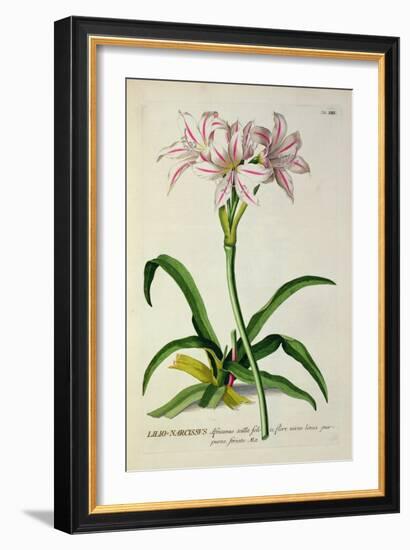 Lilio-Narcissus, Africanus, from 'Plantae Selectae'-Pierre-Joseph Redouté-Framed Giclee Print