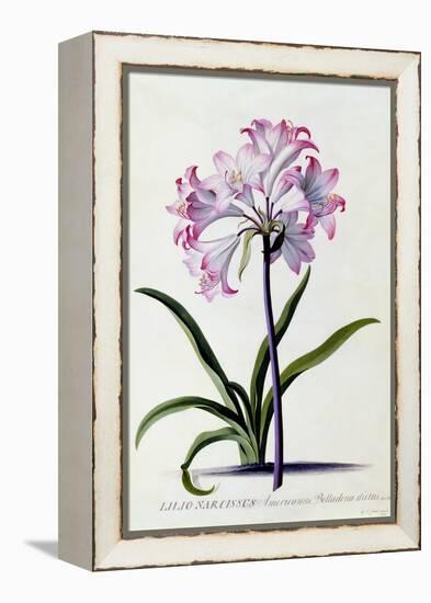 Lilio Narcissus, C.1744-Georg Dionysius Ehret-Framed Premier Image Canvas