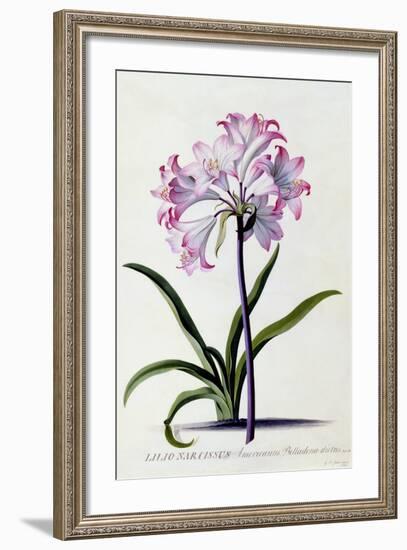 Lilio Narcissus, C.1744-Georg Dionysius Ehret-Framed Giclee Print