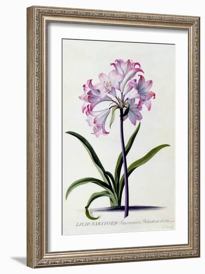 Lilio Narcissus, C.1744-Georg Dionysius Ehret-Framed Giclee Print