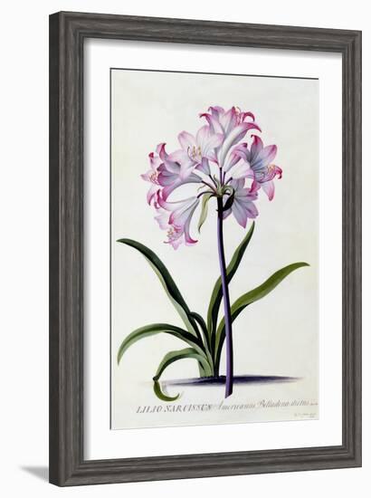 Lilio Narcissus, C.1744-Georg Dionysius Ehret-Framed Giclee Print