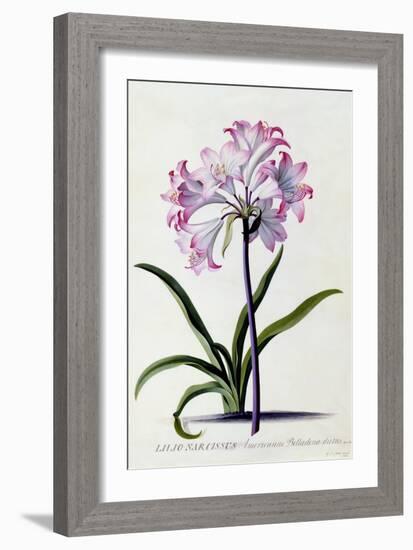 Lilio Narcissus, C.1744-Georg Dionysius Ehret-Framed Giclee Print