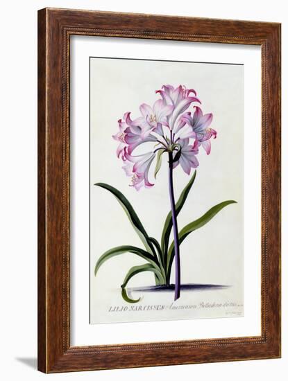 Lilio Narcissus, C.1744-Georg Dionysius Ehret-Framed Giclee Print