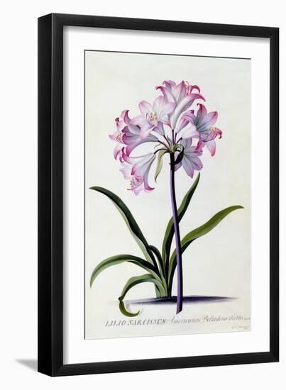 Lilio Narcissus, C.1744-Georg Dionysius Ehret-Framed Giclee Print