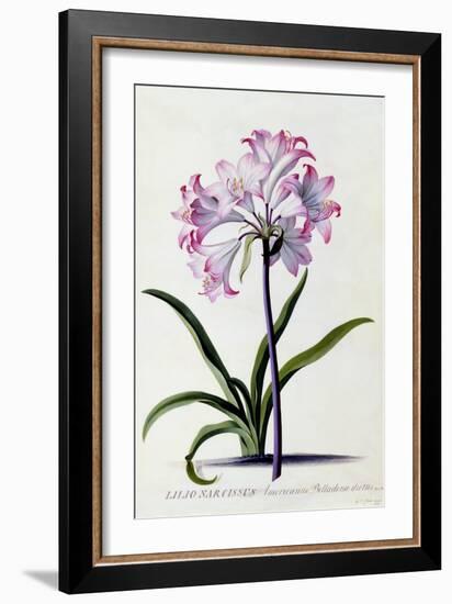 Lilio Narcissus, C.1744-Georg Dionysius Ehret-Framed Giclee Print