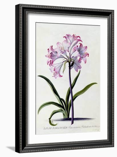 Lilio Narcissus, C.1744-Georg Dionysius Ehret-Framed Giclee Print