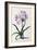 Lilio Narcissus, C.1744-Georg Dionysius Ehret-Framed Giclee Print