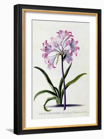 Lilio Narcissus, C.1744-Georg Dionysius Ehret-Framed Giclee Print