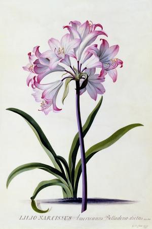 Lilio Narcissus, c. 1744' Giclee Print | Art.com Lilio Narcissus, c. 1744' Giclee Print | Art.com