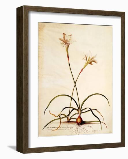 Lilio Narcissus, C.1745-Georg Dionysius Ehret-Framed Giclee Print