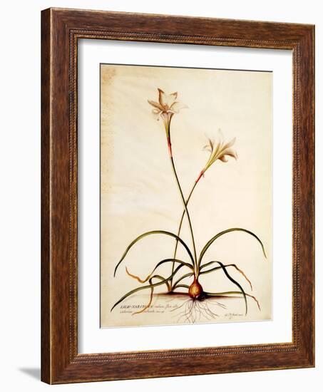 Lilio Narcissus, C.1745-Georg Dionysius Ehret-Framed Giclee Print