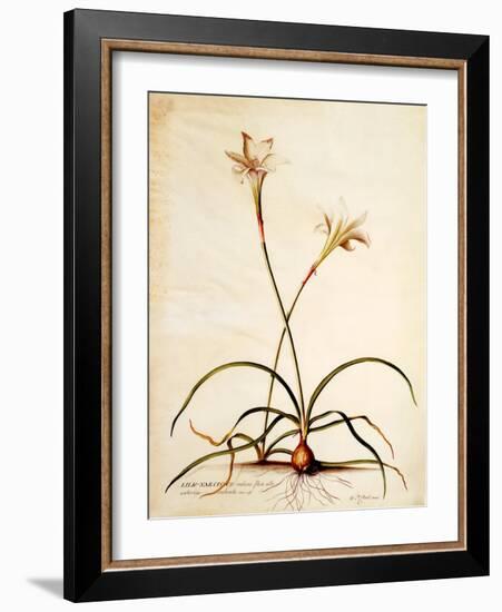 Lilio Narcissus, C.1745-Georg Dionysius Ehret-Framed Giclee Print