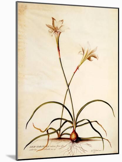 Lilio Narcissus, C.1745-Georg Dionysius Ehret-Mounted Giclee Print