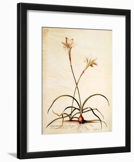 Lilio Narcissus, C.1745-Georg Dionysius Ehret-Framed Giclee Print