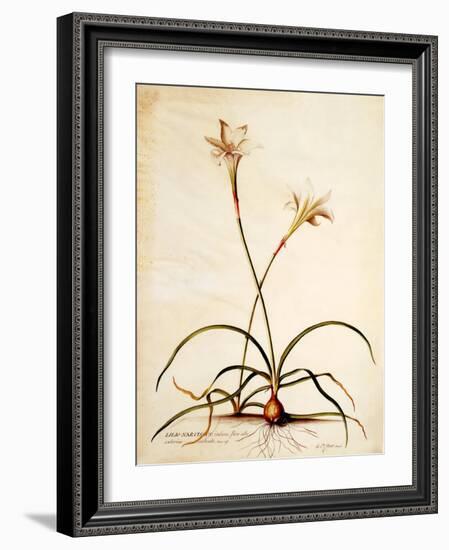 Lilio Narcissus, C.1745-Georg Dionysius Ehret-Framed Giclee Print