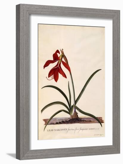 Lilio-Narcissus, Jaobean Lily, C.1743-Georg Dionysius Ehret-Framed Giclee Print