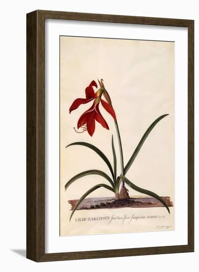 Lilio-Narcissus, Jaobean Lily, C.1743-Georg Dionysius Ehret-Framed Giclee Print