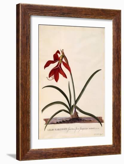 Lilio-Narcissus, Jaobean Lily, C.1743-Georg Dionysius Ehret-Framed Giclee Print