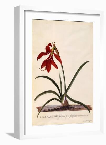 Lilio-Narcissus, Jaobean Lily, C.1743-Georg Dionysius Ehret-Framed Giclee Print