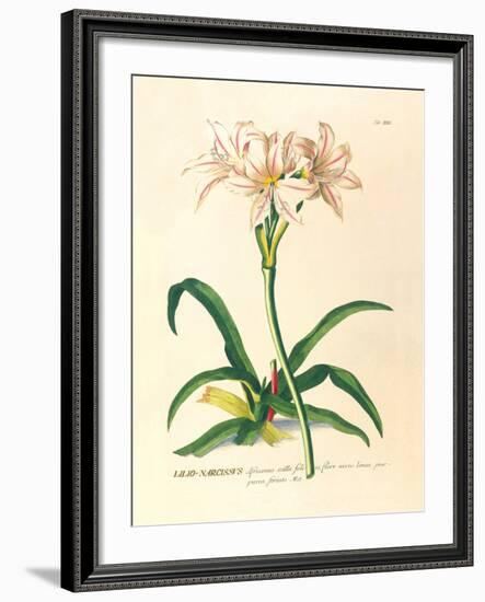 Lilio-Narcissus-Georg Dionysius Ehret-Framed Premium Giclee Print