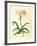 Lilio-Narcissus-Georg Dionysius Ehret-Framed Premium Giclee Print