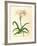 Lilio-Narcissus-Georg Dionysius Ehret-Framed Premium Giclee Print