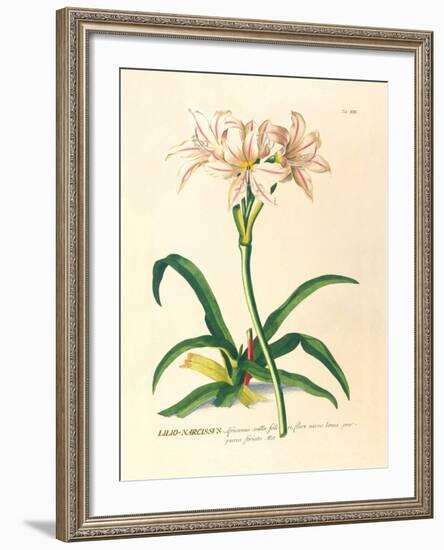 Lilio-Narcissus-Georg Dionysius Ehret-Framed Premium Giclee Print