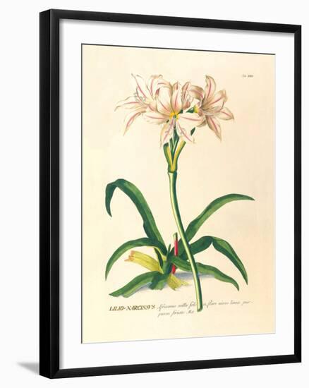 Lilio-Narcissus-Georg Dionysius Ehret-Framed Premium Giclee Print