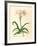 Lilio-Narcissus-Georg Dionysius Ehret-Framed Premium Giclee Print