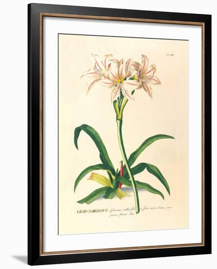 Lilio-Narcissus-Georg Dionysius Ehret-Framed Premium Giclee Print