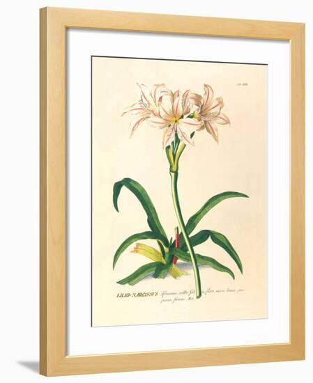 Lilio-Narcissus-Georg Dionysius Ehret-Framed Premium Giclee Print