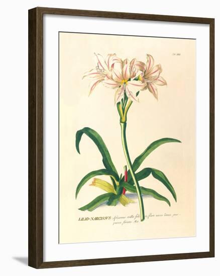 Lilio-Narcissus-Georg Dionysius Ehret-Framed Premium Giclee Print