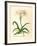 Lilio-Narcissus-Georg Dionysius Ehret-Framed Premium Giclee Print