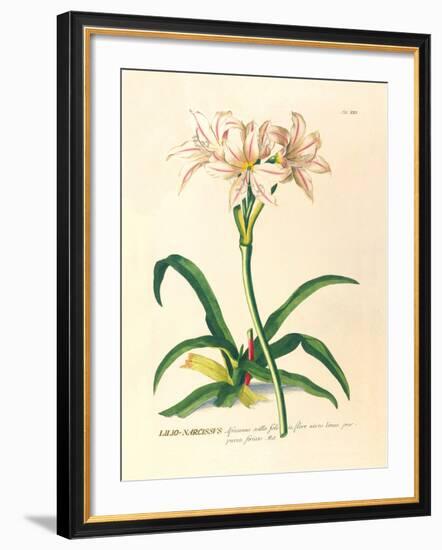 Lilio-Narcissus-Georg Dionysius Ehret-Framed Premium Giclee Print