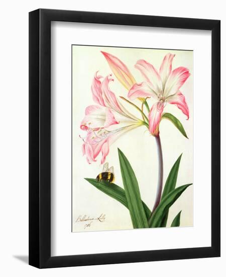 Lilium Belladonna and Bee, 1786 (W/C and Gouache over Pencil on Paper)-Matilda Conyers-Framed Giclee Print