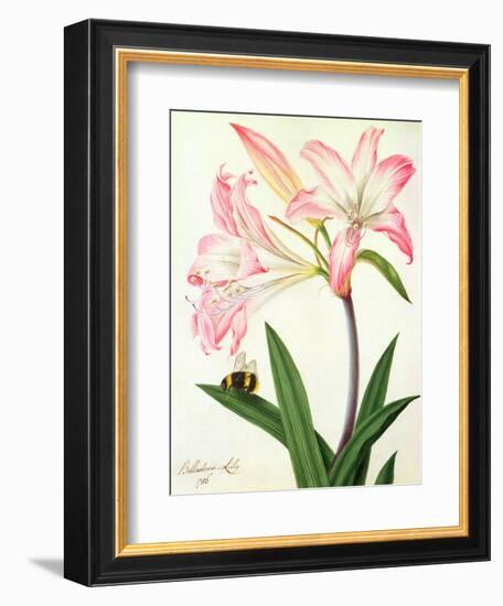 Lilium Belladonna and Bee, 1786 (W/C and Gouache over Pencil on Paper)-Matilda Conyers-Framed Giclee Print