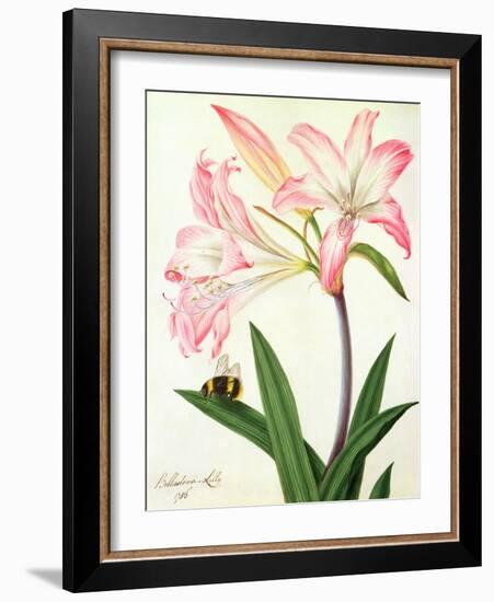 Lilium Belladonna and Bee, 1786 (W/C and Gouache over Pencil on Paper)-Matilda Conyers-Framed Giclee Print