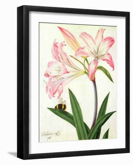 Lilium Belladonna and Bee, 1786 (W/C and Gouache over Pencil on Paper)-Matilda Conyers-Framed Giclee Print