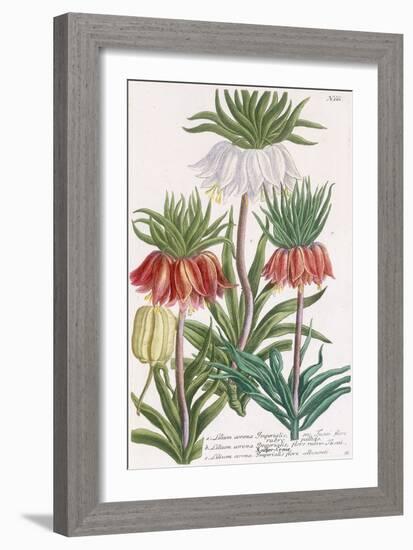 Lilium Corona Imperialis-Georg Dionysius Ehret-Framed Giclee Print
