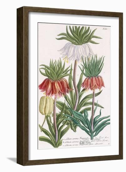 Lilium Corona Imperialis-Georg Dionysius Ehret-Framed Giclee Print