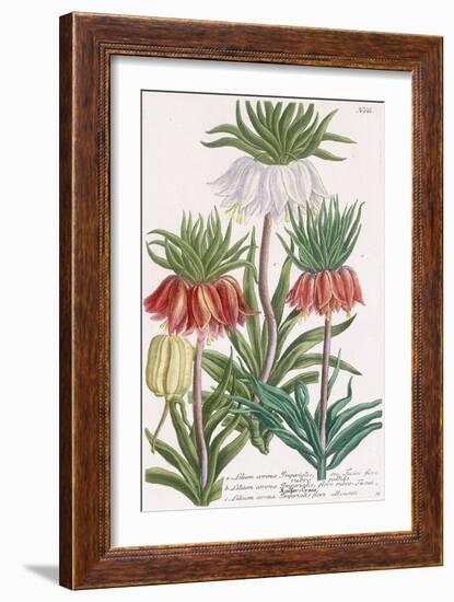 Lilium Corona Imperialis-Georg Dionysius Ehret-Framed Giclee Print