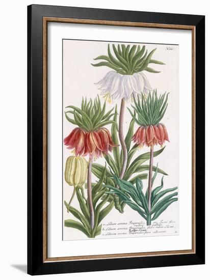 Lilium Corona Imperialis-Georg Dionysius Ehret-Framed Giclee Print