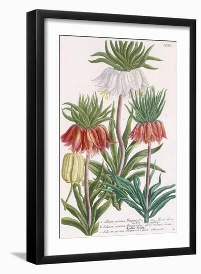 Lilium Corona Imperialis-Georg Dionysius Ehret-Framed Giclee Print