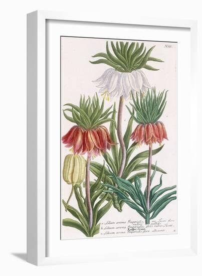 Lilium Corona Imperialis-Georg Dionysius Ehret-Framed Giclee Print