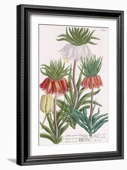 Lilium Corona Imperialis-Georg Dionysius Ehret-Framed Giclee Print