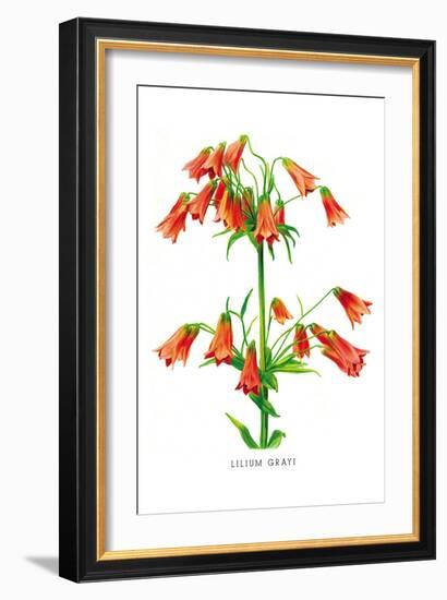 Lilium Grayi-H.g. Moon-Framed Art Print